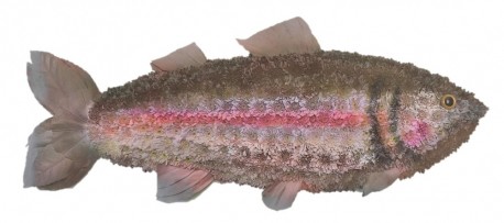 Rainbow trout funeral tribute - Same Day Flower Delivery in Birmingham by Buttercups & Daisies