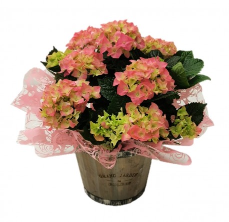 Hydrangea plant in barrel bucket - Same Day Flower Delivery in Birmingham by Buttercups & Daisies